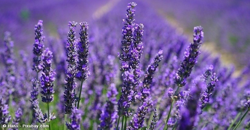 Lavendel