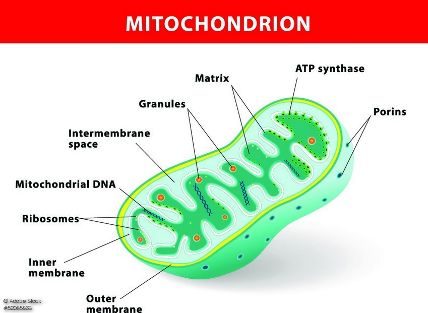 Mitochondrium